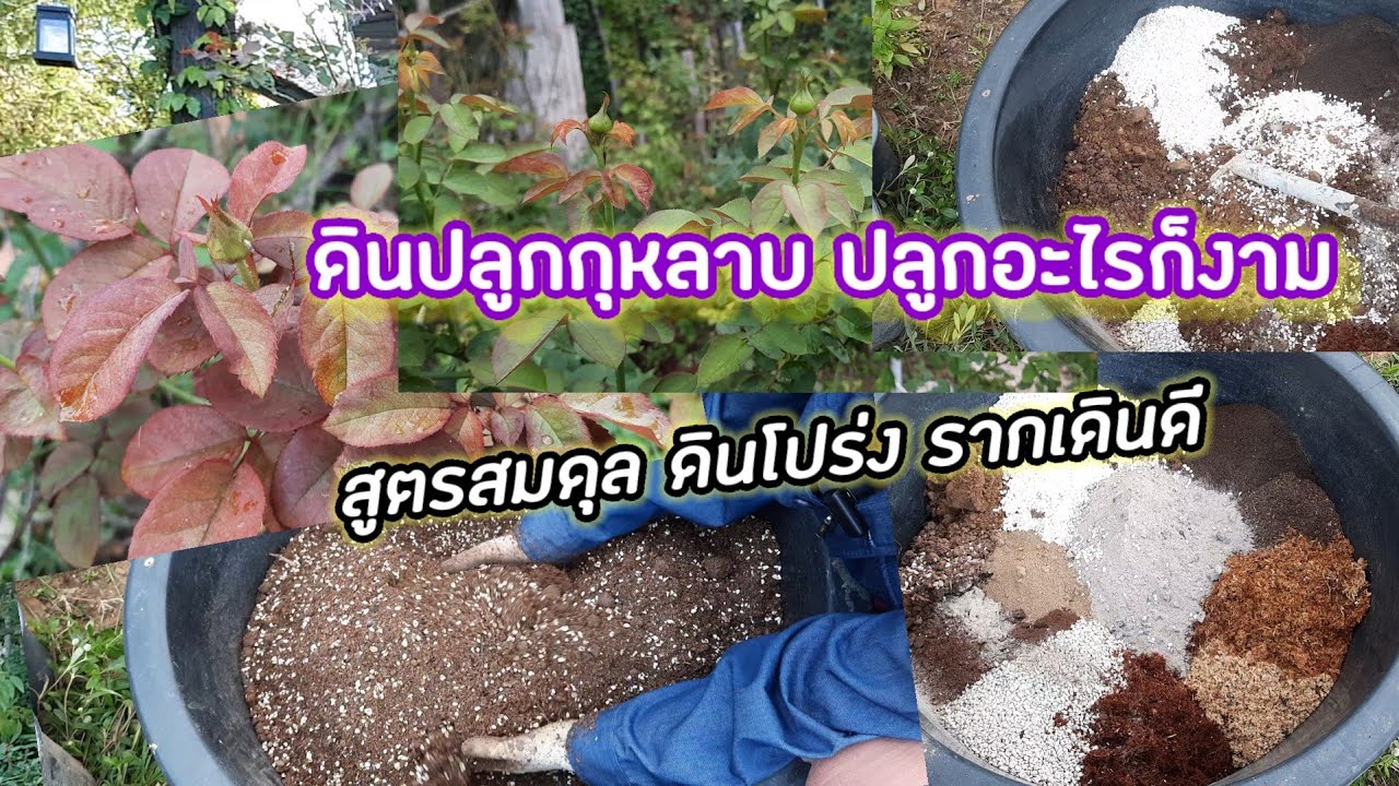 ผสมดินปลูกกุหลาบ สูตร 2 ดินปลูกกุหลาบปลูกอะไรก็งาม