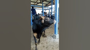 Sapi Moo, Suara Sapi, Sapi Lucu, Sapi Jumbo, Sapi Brahman #sapi #lembu #kurban #cow #conbò