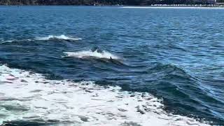 2024.04.15 Dolphins on Perth Premium Ferry Service to Rottnest Island, Australia