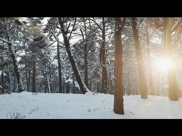 Winter, Sun, Forest, Snowflakes Falling   4K Free Nature HD Stock Video Footage   Copyright Free