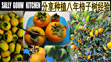 【中文版】2018-2024 分享种植八年成功种植两棵柿子树经验/美国北卡种柿子树/第八年柿子种植   Shared Experiences grow Persimmon Successfully
