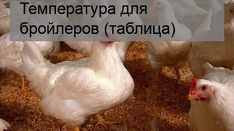 Температура для бройлеров (таблица)