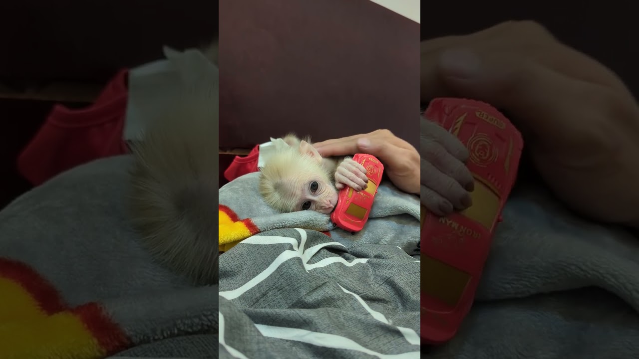 #shorts #shortsvideo #animals #wildlife #monkey #cutebaby #sophia #moggi