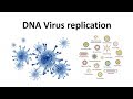 Replication of DNA viruses