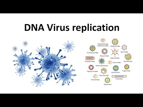 Replication of DNA viruses