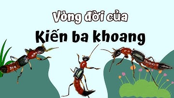 Vòng Đời Của Kiến Ba Khoang. Kiến Ba Khoang Nguy Hiểm Như Thế Nào?