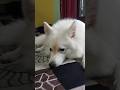 Nhi Hai koi Bharosa 😰😰😰😰 #pets #dog #shorts #video #funny