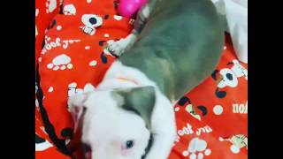 8 Weeks Pitbull Zeus