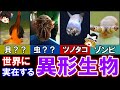 【ゆっくり解説】世界に実在するかなり「異形」な生物　8選