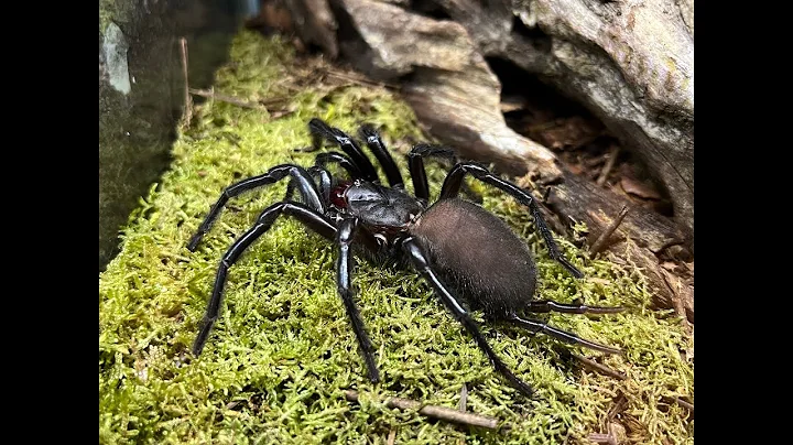 Macrothele gigas, Japanese Giant Funnel Web rehous...