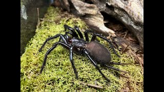 Macrothele gigas, Japanese Giant Funnel Web rehousing and care notes