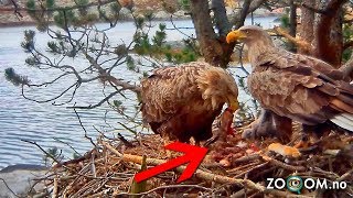 Celebrity Eagle's have been out Hunting. But what are they Eating?! Wealth