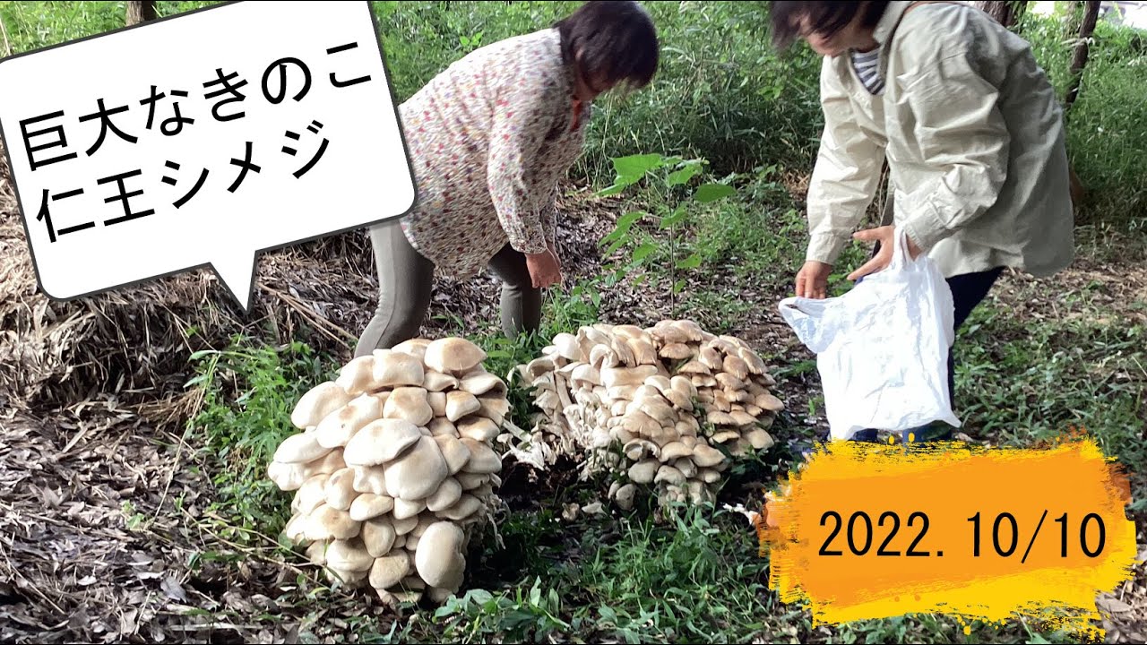 Giant Nio Shimeji Mushroom - YouTube
