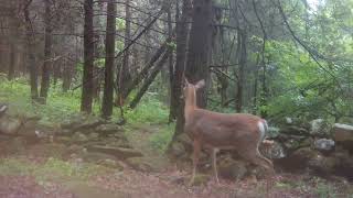 doe protects fawn from bobcat!