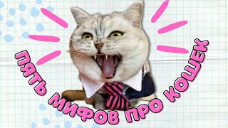 Пять мифов про кошек, в которые ты до сих пор веришь #кот #коты