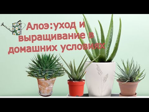 Алоэ   выращивание и уход в домашних условиях.Польза алоэ