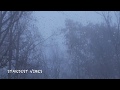 Rain  thunder sounds in the foggy forest  thunderstorm sounds for sleep insomnia  relaxing