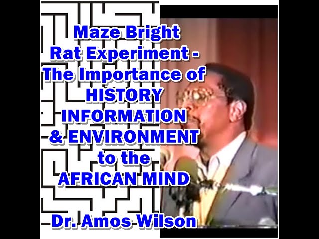 Amos Wilson | History, Information, Environment and the African Mind | Maze Bright Rat Experiment class=