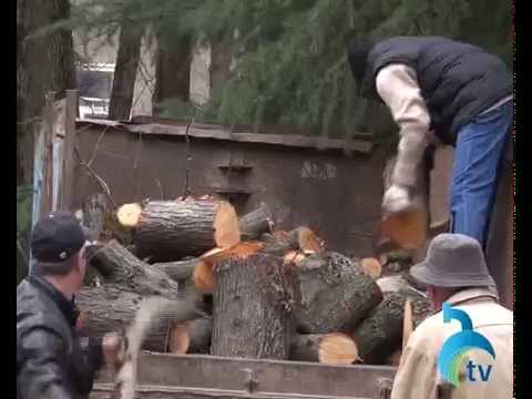 როგორ მიმდინარეობს ხეების გადაბელვა ბორჯომში