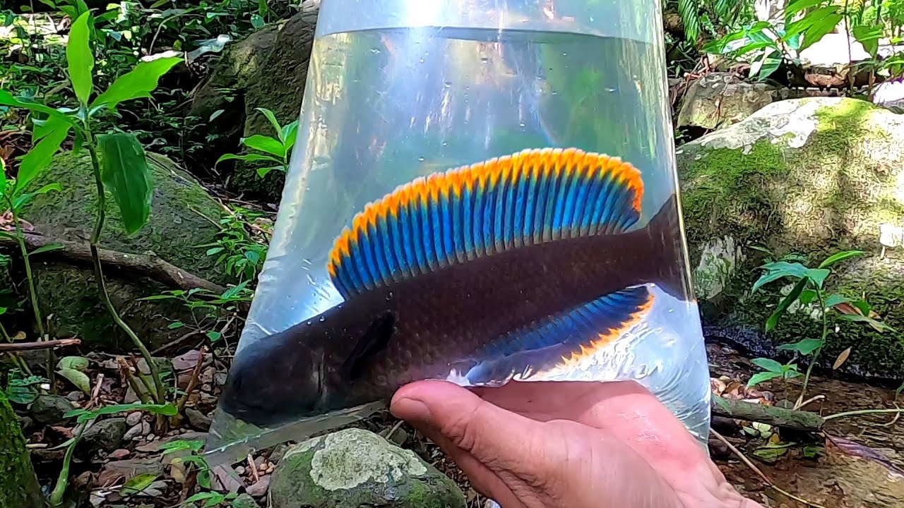 GEMETARR..!! DAPAT LIMBATA SEGONDRONG INI || 2Hari Berpetualang Mancing Ikan Channa Limbata
