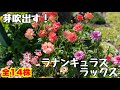 ◆動き出す【ラナンキュラス ラックス】全14品種🌱