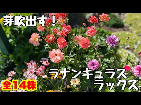 ◇動き出す【ラナンキュラス ラックス】全14品種🌱 - YouTube