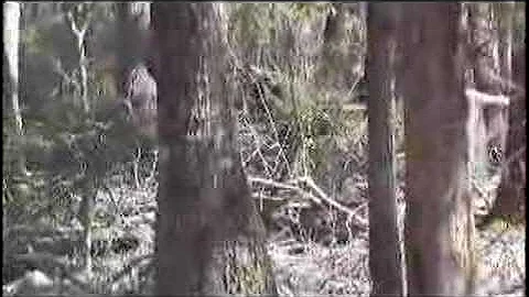 S.E. GA Wild Pig Hunt