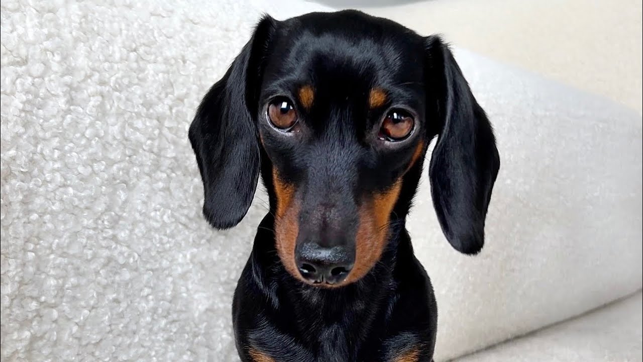 Coco Mini Dachshund’s Birthday. She's 6 years old.