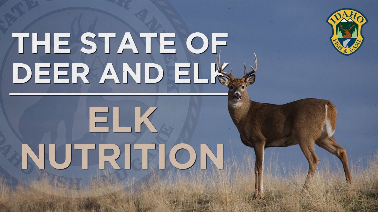 The State of Deer and Elk Elk Nutrition YouTube