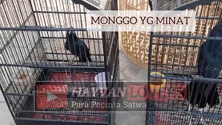 Monggo dipinang Burung Jagal Papua Hitam, bagus, mulus, no minus
