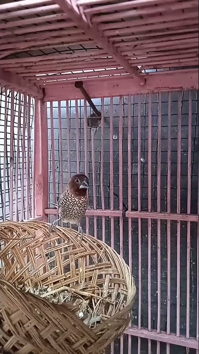 jenis jenis burung finch, jenis jenis  burung emprit, jenis jenis burung finch,