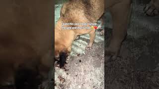 This Is Why We Never Stop Feeding Stray Dogs 🐾