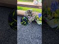 Metaverse = #generativeai + #babylonjs - PWA Easter Egg Demo - #006