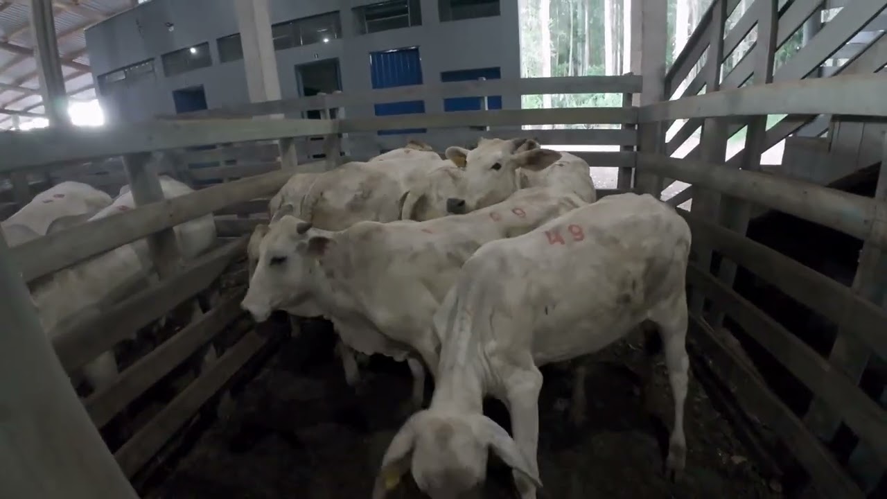 🐂Gado na mangueira 🐂 60° Remate de Gado Geral 📍 Palmitos - SC, dia 🗓️ 07/12, Domingo. ⏰ 10:00 hs.