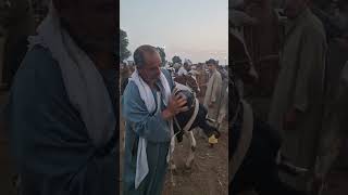 الان من سوق المواشي