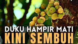 Proses Penyembuhan Tanaman Duku yang Hampir Mati | Edisi Pertanian #video #buah