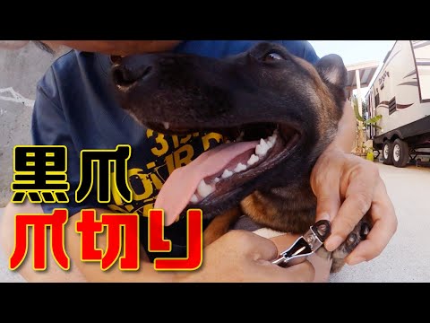 犬の【黒爪・爪切り長さ】自分で出来る?白爪黒爪の違いは?