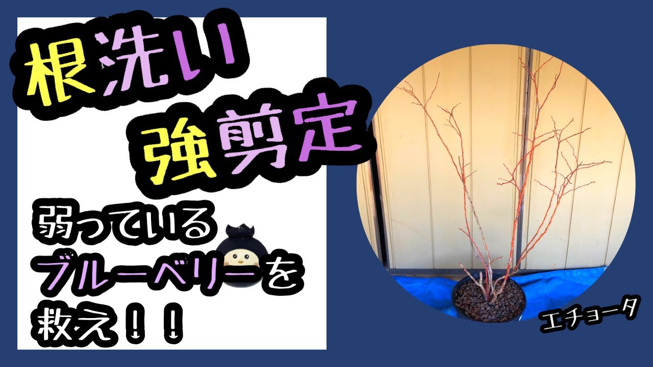 ★生育不良のブルーベリーを救済★