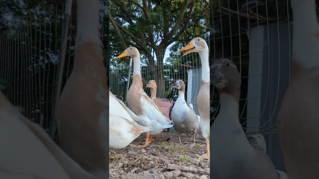 Releasing the ducks to free range.