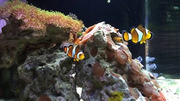 Biocube 29: First setup for new reefer