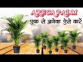 एक से अनेक ऐसे करें एरेका पाम || Multiply Areca Palm Like This