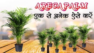 एक से अनेक ऐसे करें एरेका पाम How To Multiply Areca Palm ऐरिका पाम का पौधा Grow Areca Palm Like This
