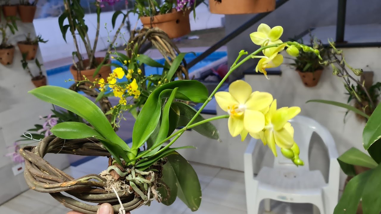 Mini phalaenopsis amarela - thptnganamst.edu.vn