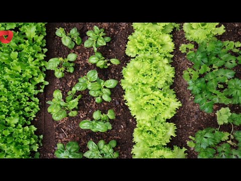 Video: Milline kompost priimula jaoks?