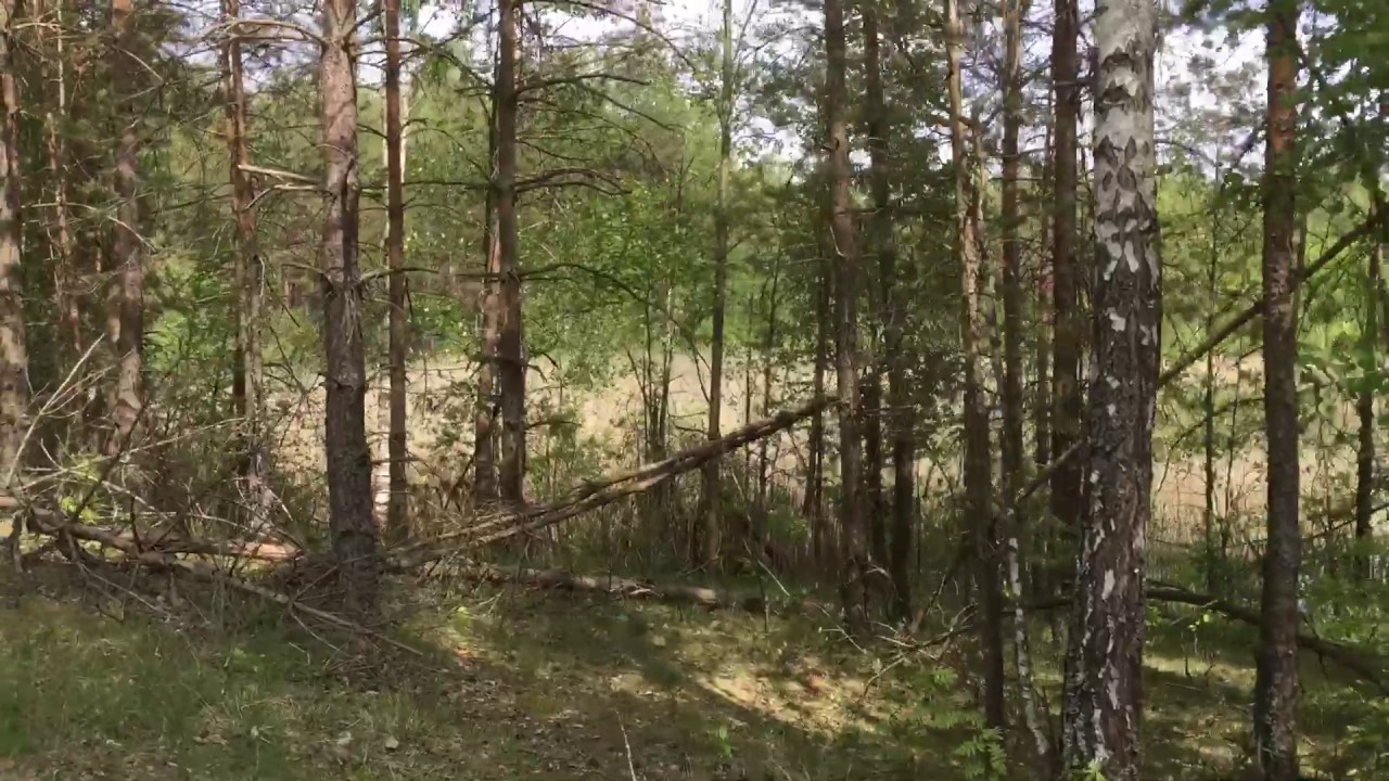 Belarusian forest - YouTube