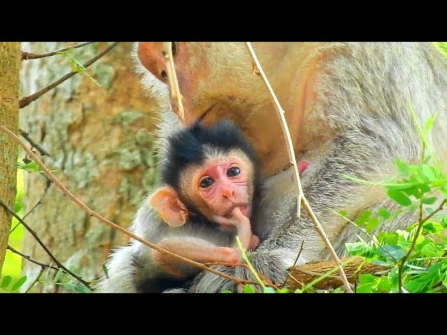 Newborn licked own leg singed lacking Milk | Does Old Mom Butter Produce milk enough for Newborn? Newborn licked own leg singed lacking Milk | Does Old Mom Butter Produce milk enough for Newborn?