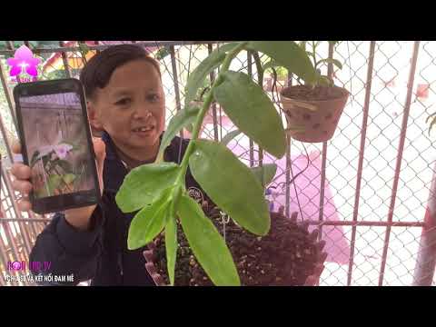 Video: Vườn ươm Của Hòa Bình Và Hòa Hợp