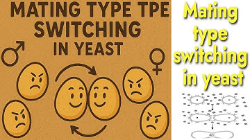 MAT locus & Mating type switching in Yeast (S. cerevisiae)