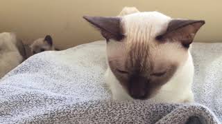 Elinga  Tonkinese Cattery - 3 weeks old kittens by 🍀lt 🏖 339 views 6 years ago 2 minutes, 30 seconds