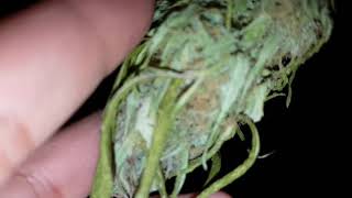 Outdoor grow 2017 part 18 (drying bud)